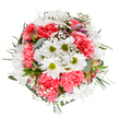 This hand-curated bouquet, radiant and intentionally balanced, draws inspiration from the creative pulse and wild beauty of Leamouth. At its centre, snowy white daisies with lively chartreuse centres beam with optimism, surrounded by rich coral-pink carnations whose soft, ruffled layers speak of warmth and friendship. Interlaced clouds of baby's breath add softness and airiness, much like a morning mist floating over the Thames. Gentle hints of unopened alstroemeria buds, touched with deep blush and violet, peep from the varied greenery, suggesting blossoming possibilities. Cool eucalyptus leaves provide a fragrant, silvery-green frame, offset by deeper greens that anchor the airy composition. Designed to capture the vibrant spirit of local riverside living, the bouquet is ideal for sharing joy on special occasions-birthdays, thank-yous, or to bring light to a loved one's day in and around Leamouth. Arranged by Flower Delivery Leamouth using only the freshest local blooms, the bouquet radiates tranquillity and cheer, embodying the area's blend of artistry and renewal.