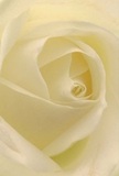 This image invites you into the silken heart of a cream-white rose, as if you're nestled within its softly spiralling petals-a feeling familiar to anyone wandering the peaceful pathways a stone's throw from Leamouth's docks. Each petal unfurls with gentle clarity, their texture whisper-light and their tones glowing with serene luminosity akin to the first light on the Thames. Ivory folds shape a tranquil drama, with subtle shadows creating depth and the suggestion of movement, reflecting the quiet energy of Leamouth's riverside mornings. The mood here is one of pure peace, making this rose a thoughtful mantle for expressing sympathy, admiration, or marking new beginnings within the local community. As a florist in Leamouth, I am drawn to how this rose embodies reverence and resilience through its flawless composition-its fragrance is imagined as a sweet, understated promise lingering in the air. The artistry of each arrangement crafted for Leamouth delivery ensures every sentiment is conveyed with the grace and emotion that define our riverside neighbourhood.